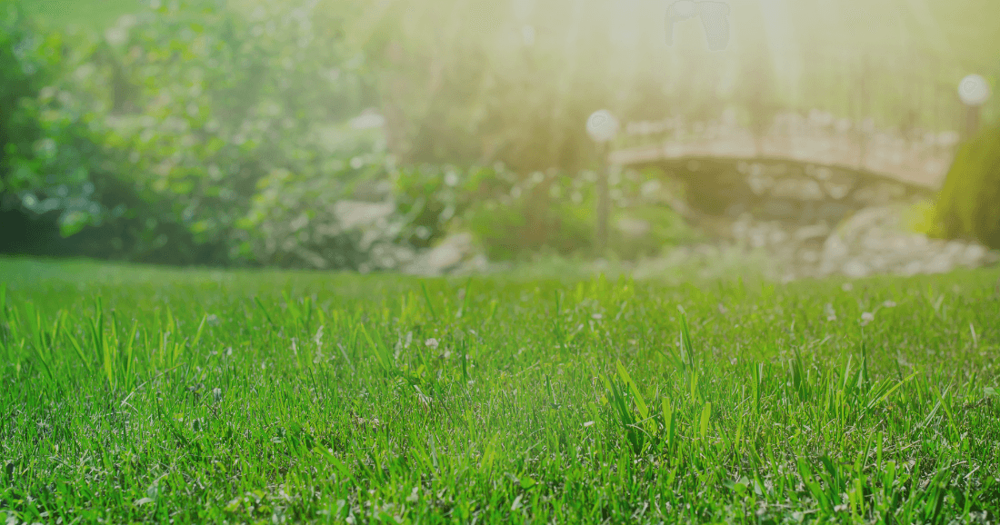 How to Use Liquid Humic Acid for Plants? - FoliarTech®