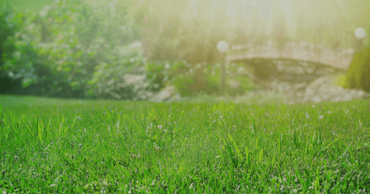How to Use Liquid Humic Acid for Plants? - FoliarTech®