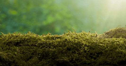 Moss Taking Over Your Lawn? Here's Your Step-by-Step Solution - FoliarTech® 