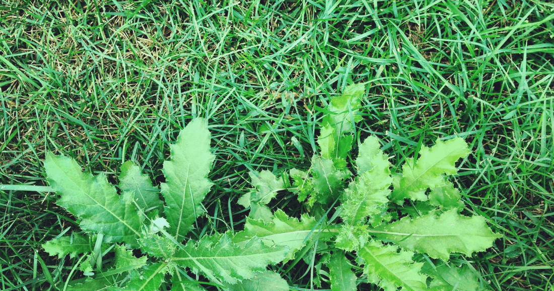Say Goodbye to Lawn Weeds: A Beginner's Guide to Banishing Them for Good - FoliarTech®