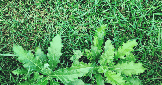 Say Goodbye to Lawn Weeds: A Beginner's Guide to Banishing Them for Good - FoliarTech® 