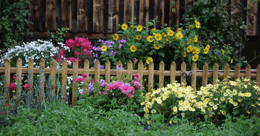 Spruce Up Your Fence with 12 Beautiful Climbing Plants and Care Tips - FoliarTech® 