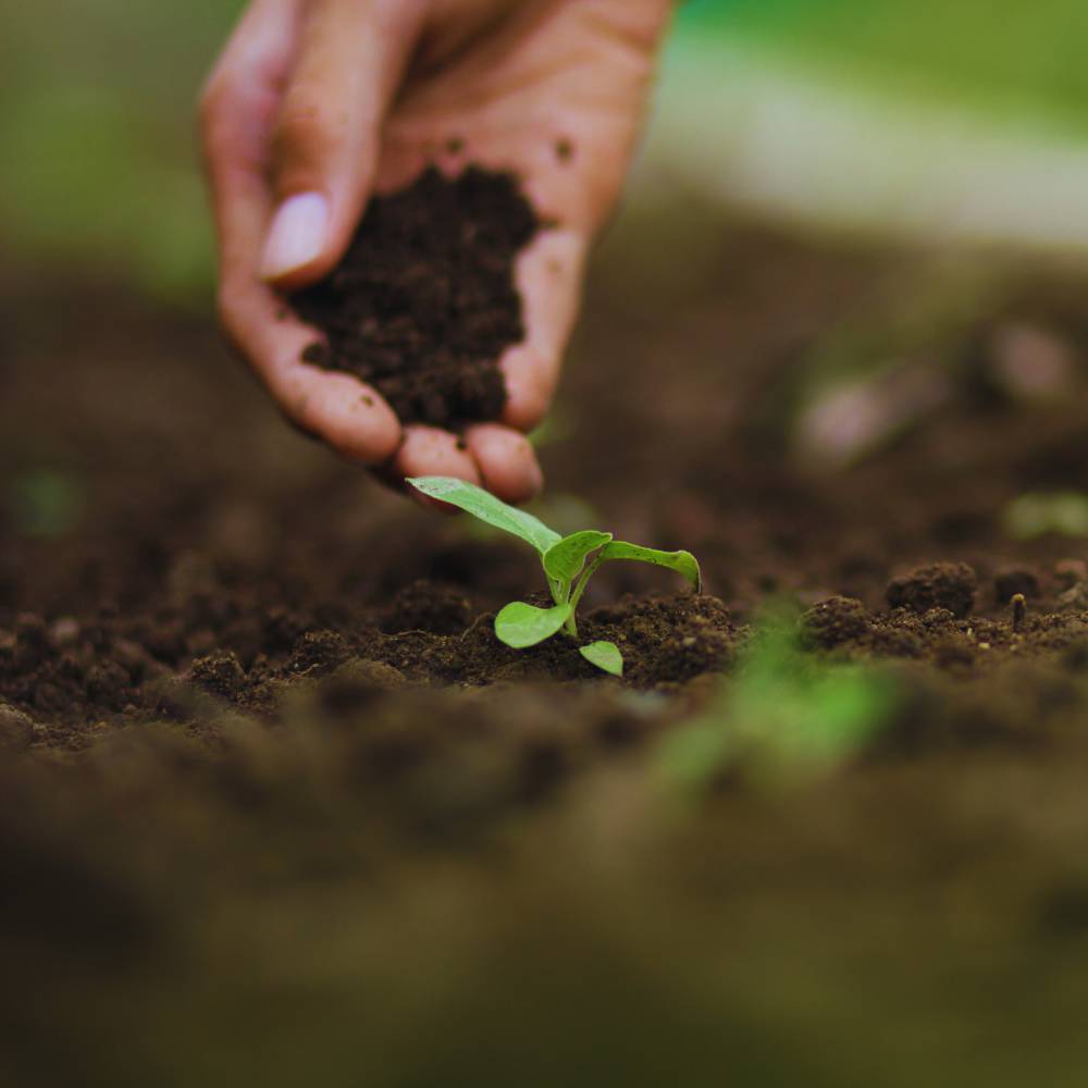 Soil