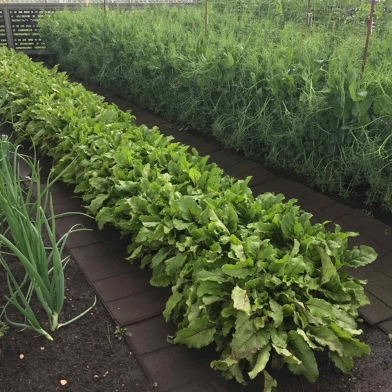 Humic Acide